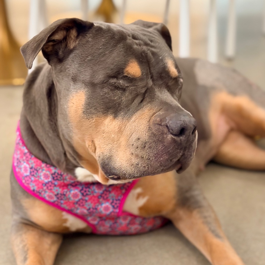 Princess Donut the Queen Anne Chonk, photo 20