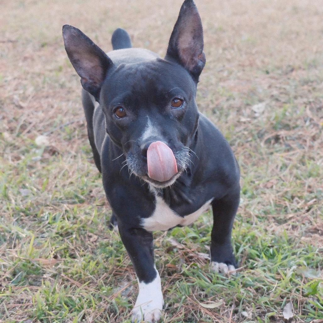 Photo of Hershey Kiss