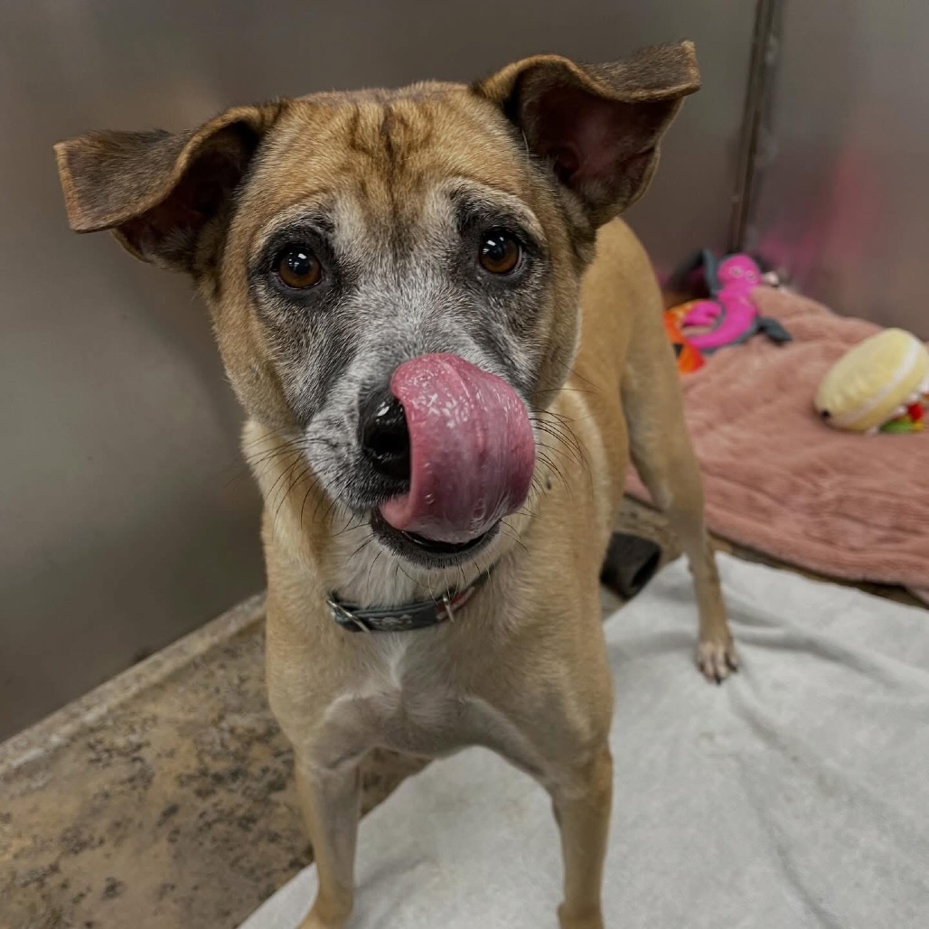 Lassy — thumbnail 3