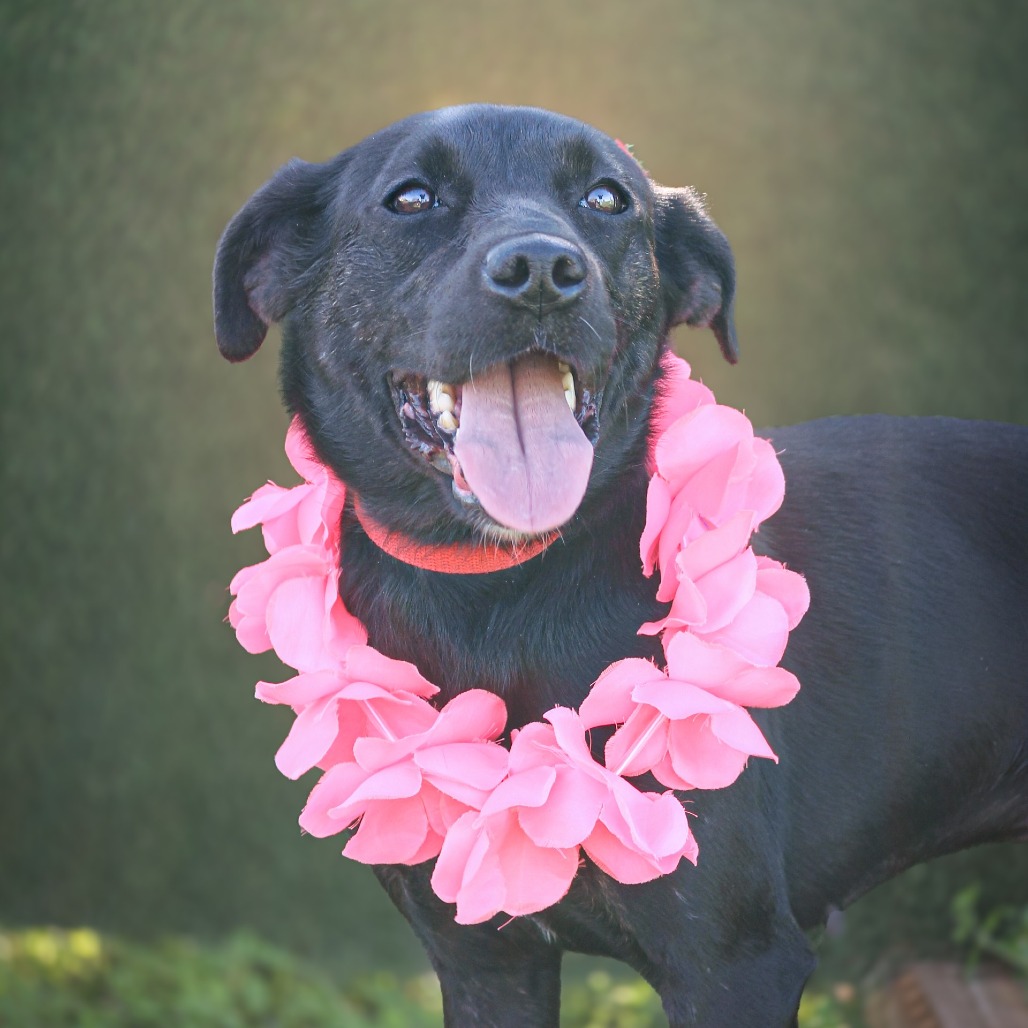Joyce, an adoptable dog at SPCA-BC