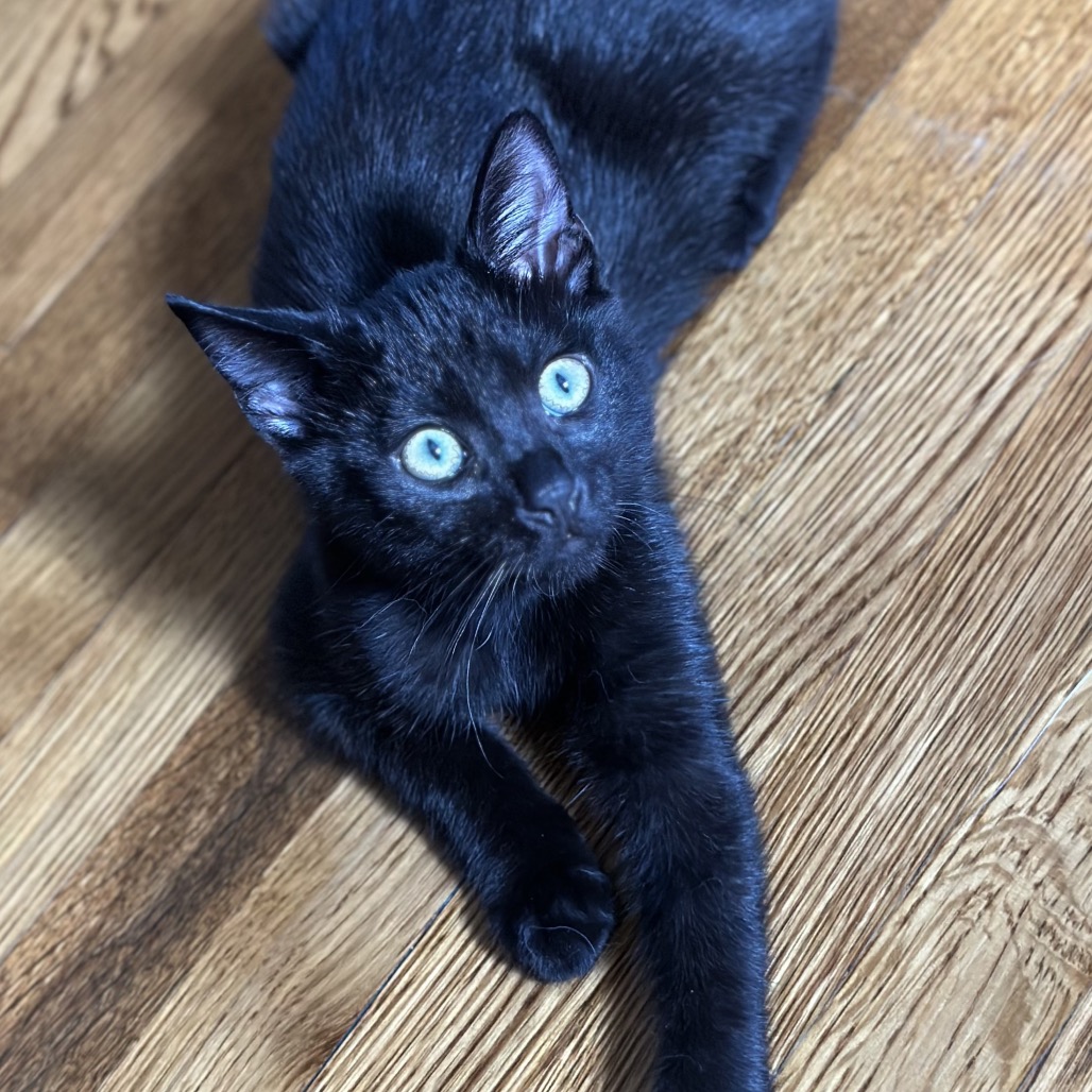 FIRE - Domestic Shorthair available for adoption