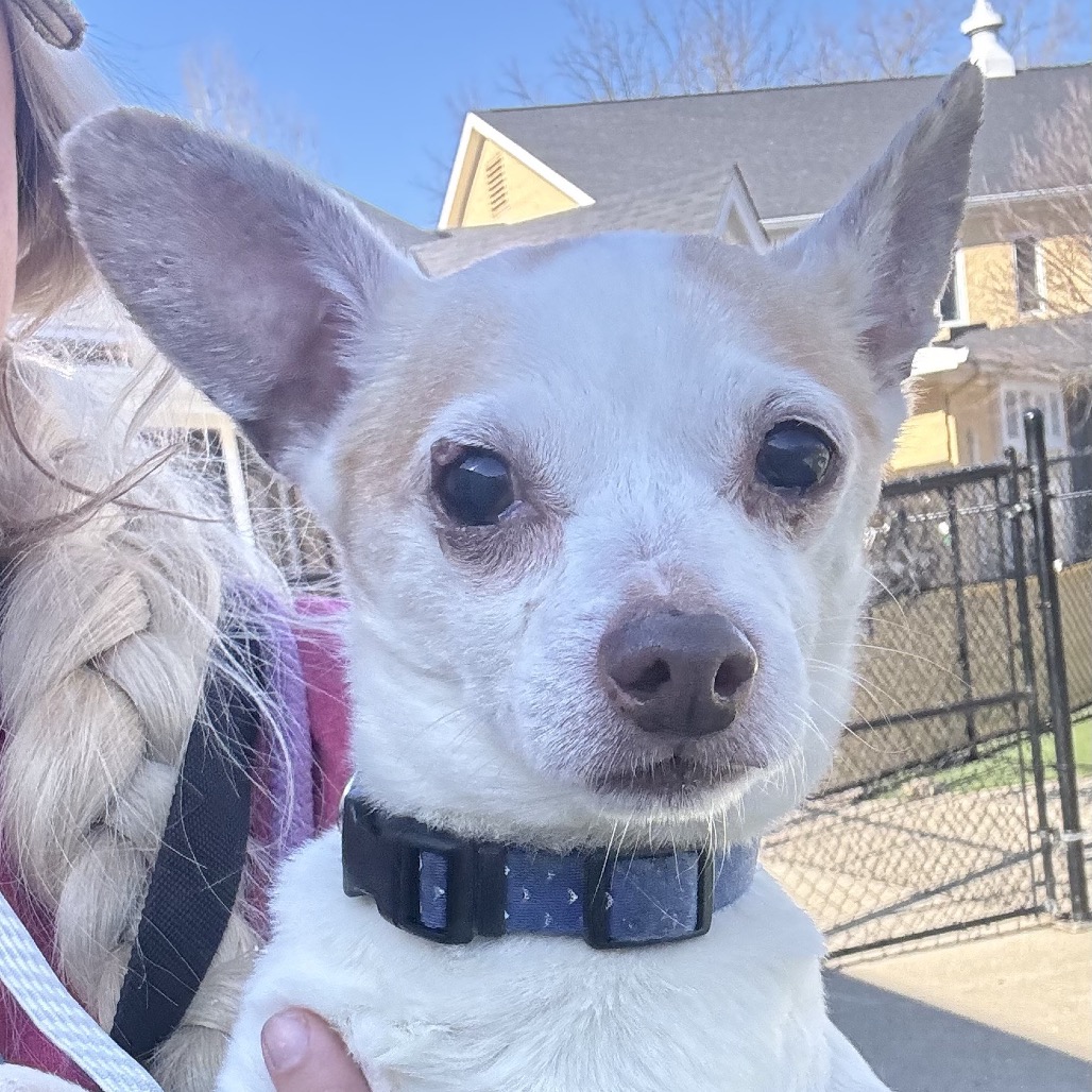 Butterscotch — thumbnail 3