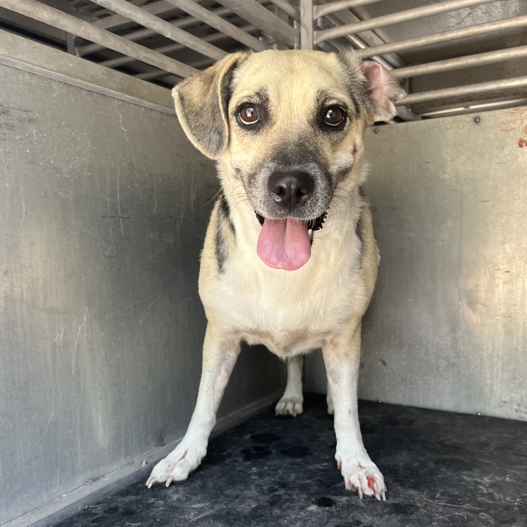 URSULA - Hound / Mix available for adoption