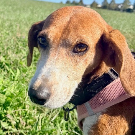 BO PEEP - Beagle / Mix available for adoption