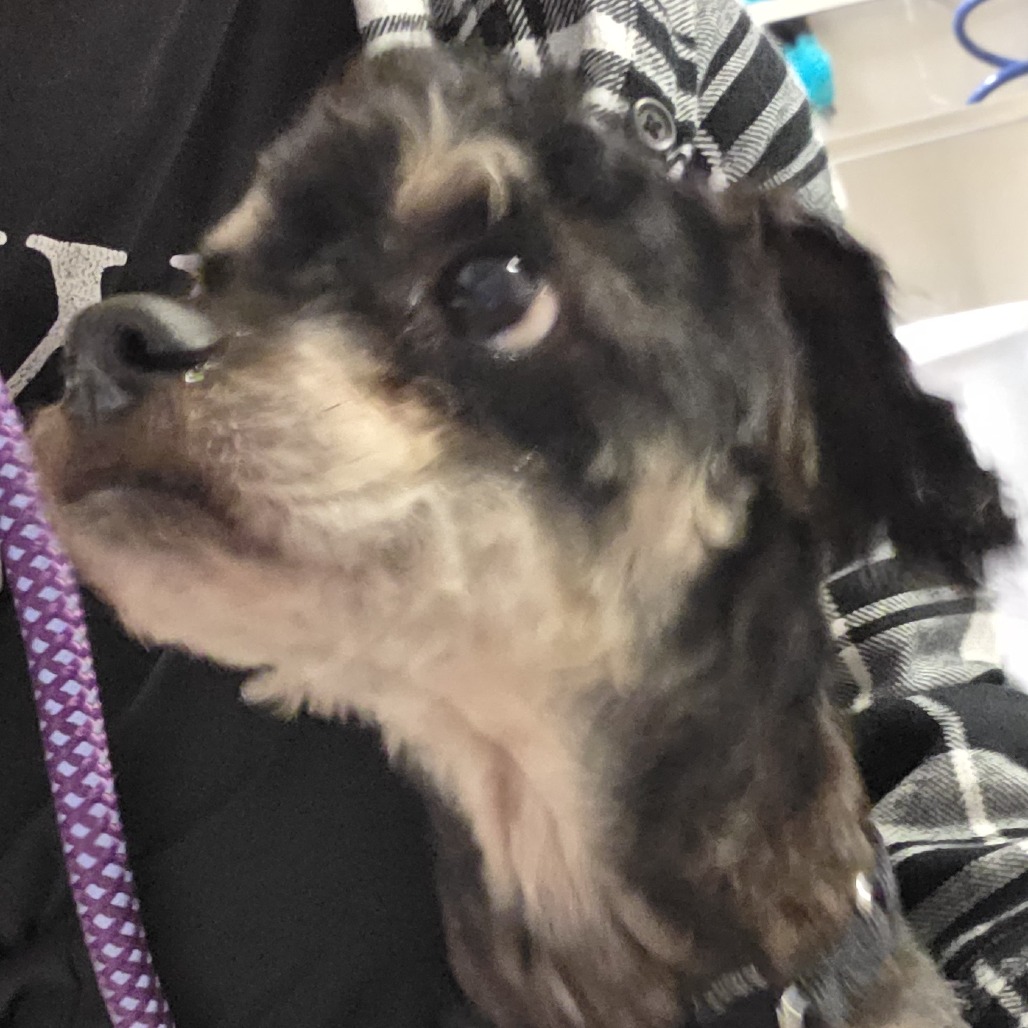 Knox — thumbnail 2