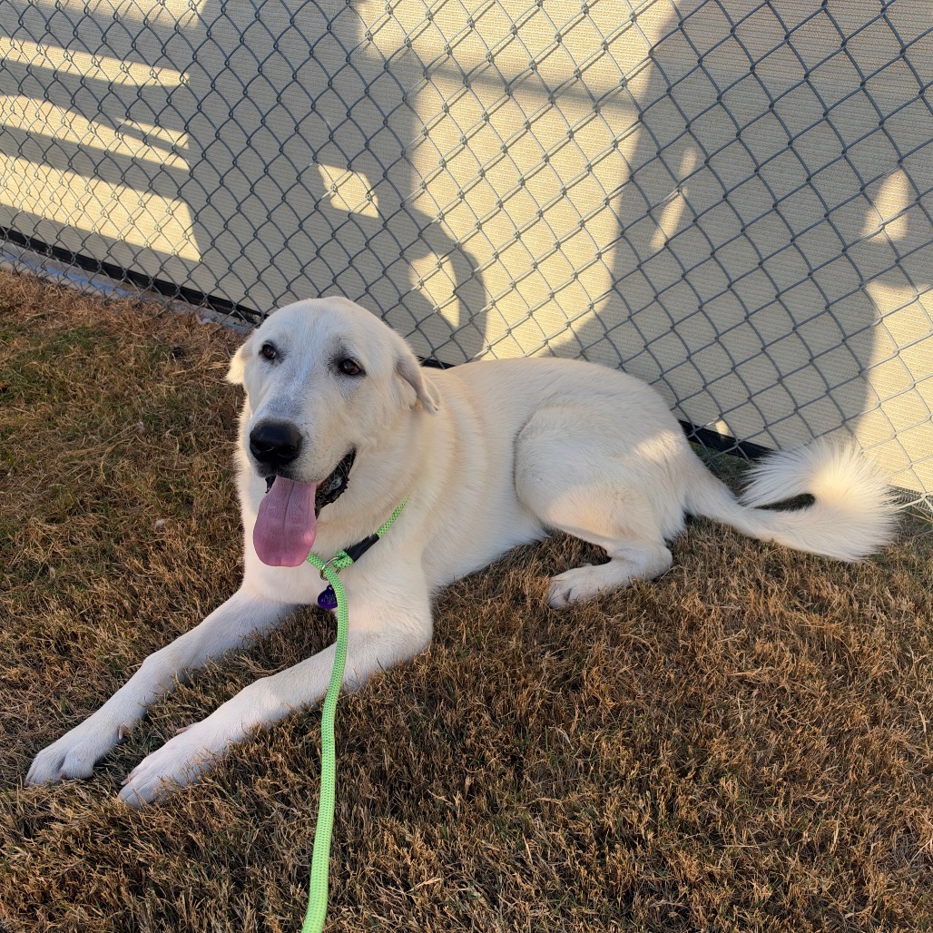 DAMON - Pyrenees, Great / Mixed Breed (Large) available for adoption