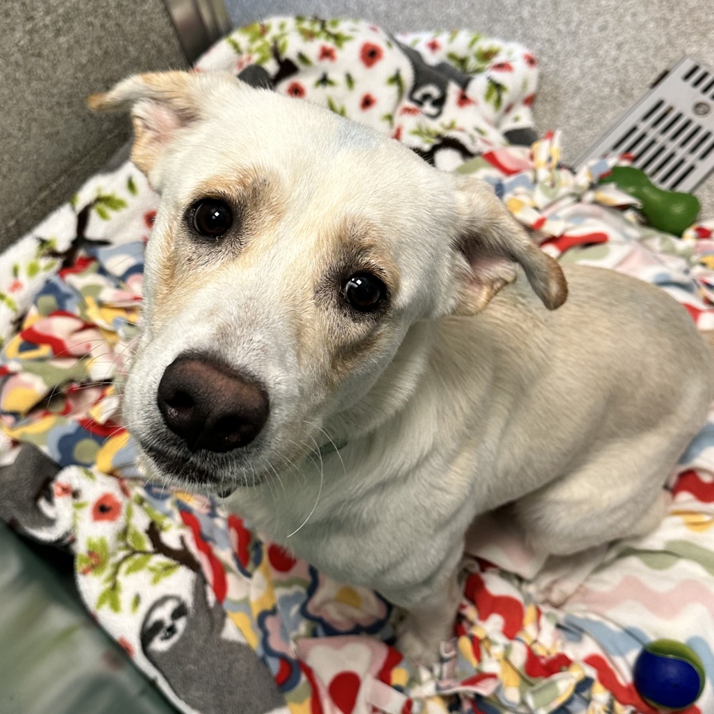 AANG - Mixed Breed (Medium) available for adoption