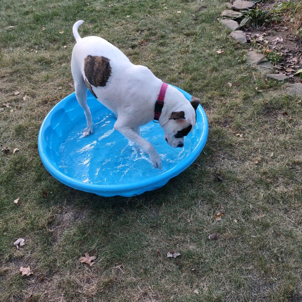 Petey, photo 29