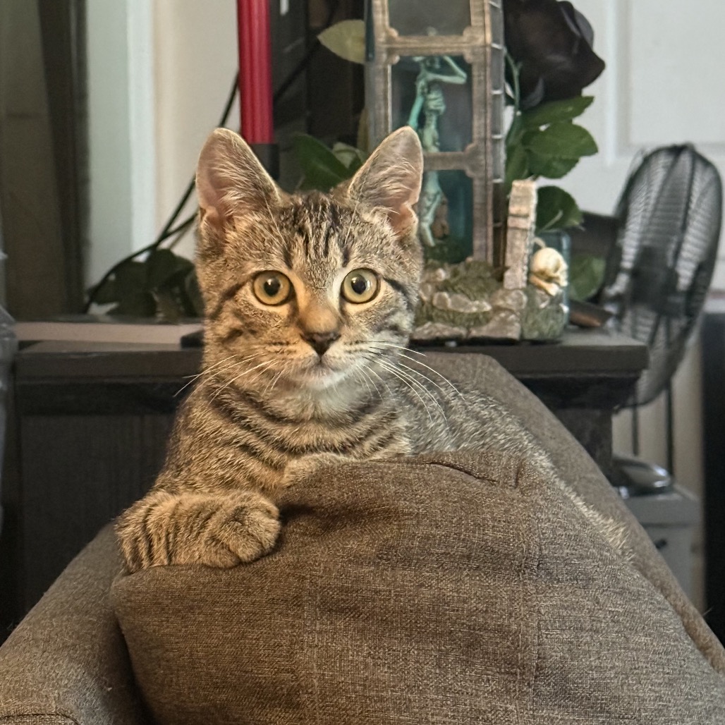 THEO - Domestic Shorthair available for adoption