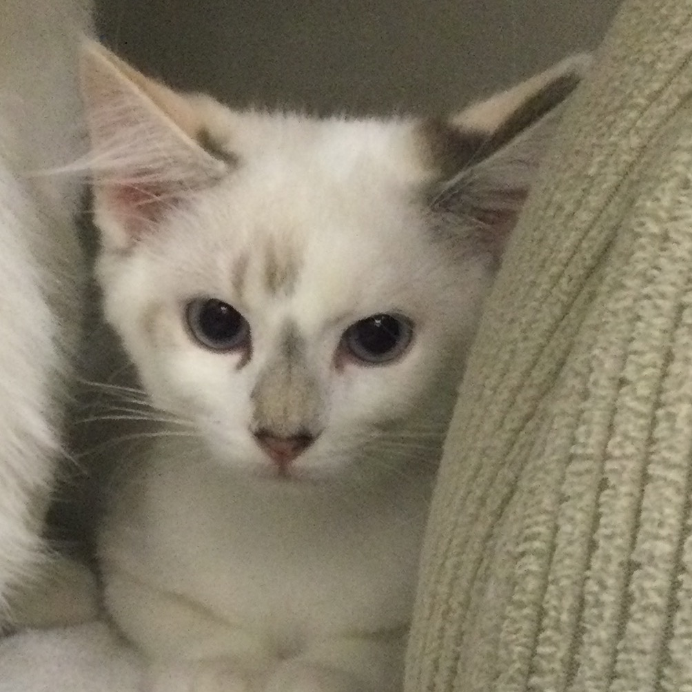 Jazz - Domestic Shorthair