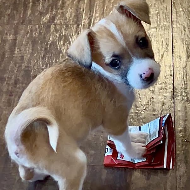 BEAKER - Mixed Breed (Medium) available for adoption