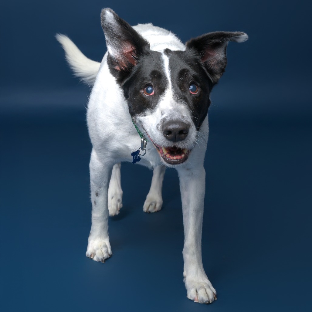 Brie--In Foster, photo 23