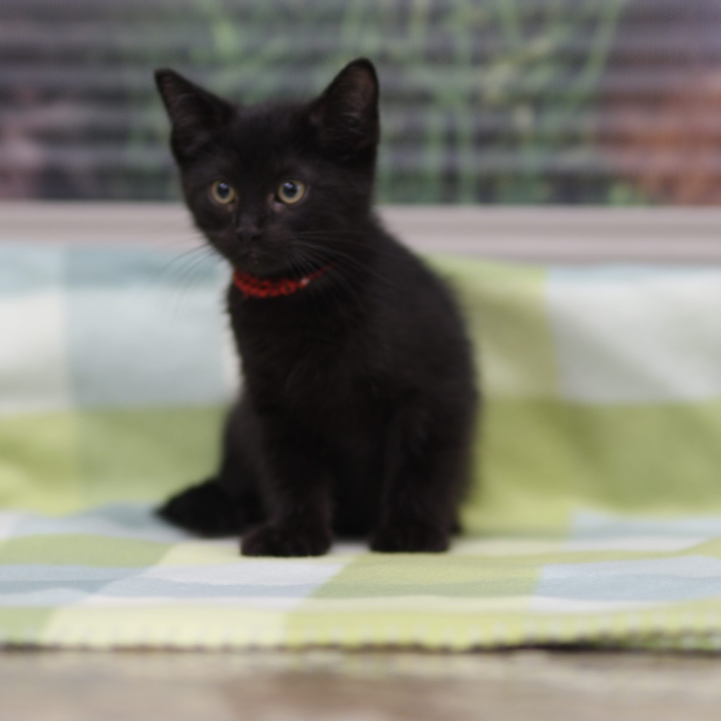 Felic — thumbnail 2