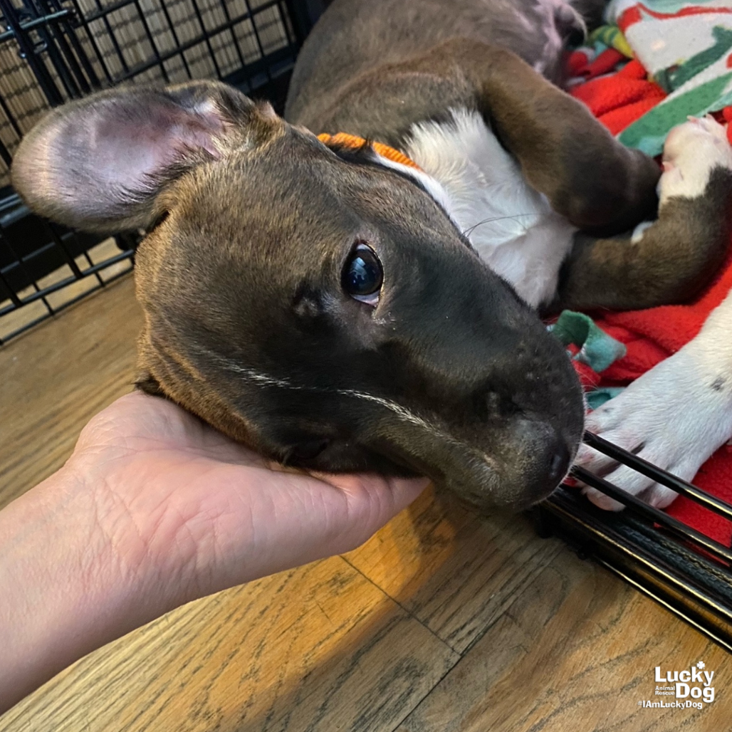 CARTER - Retriever, Labrador / Mix available for adoption
