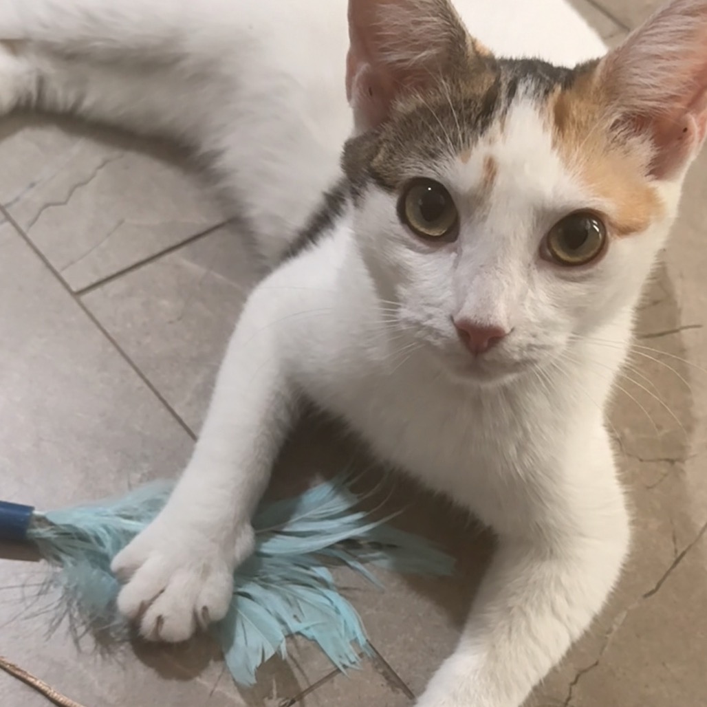 PATCHES - Domestic Shorthair available for adoption