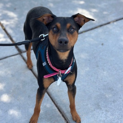 PRINCESS LEIA - Mixed Breed (Medium) available for adoption