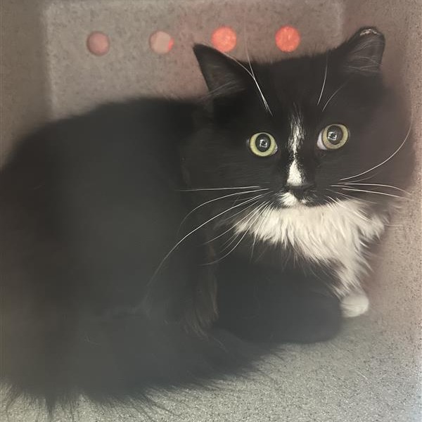 Photo of Working Cat Tommy