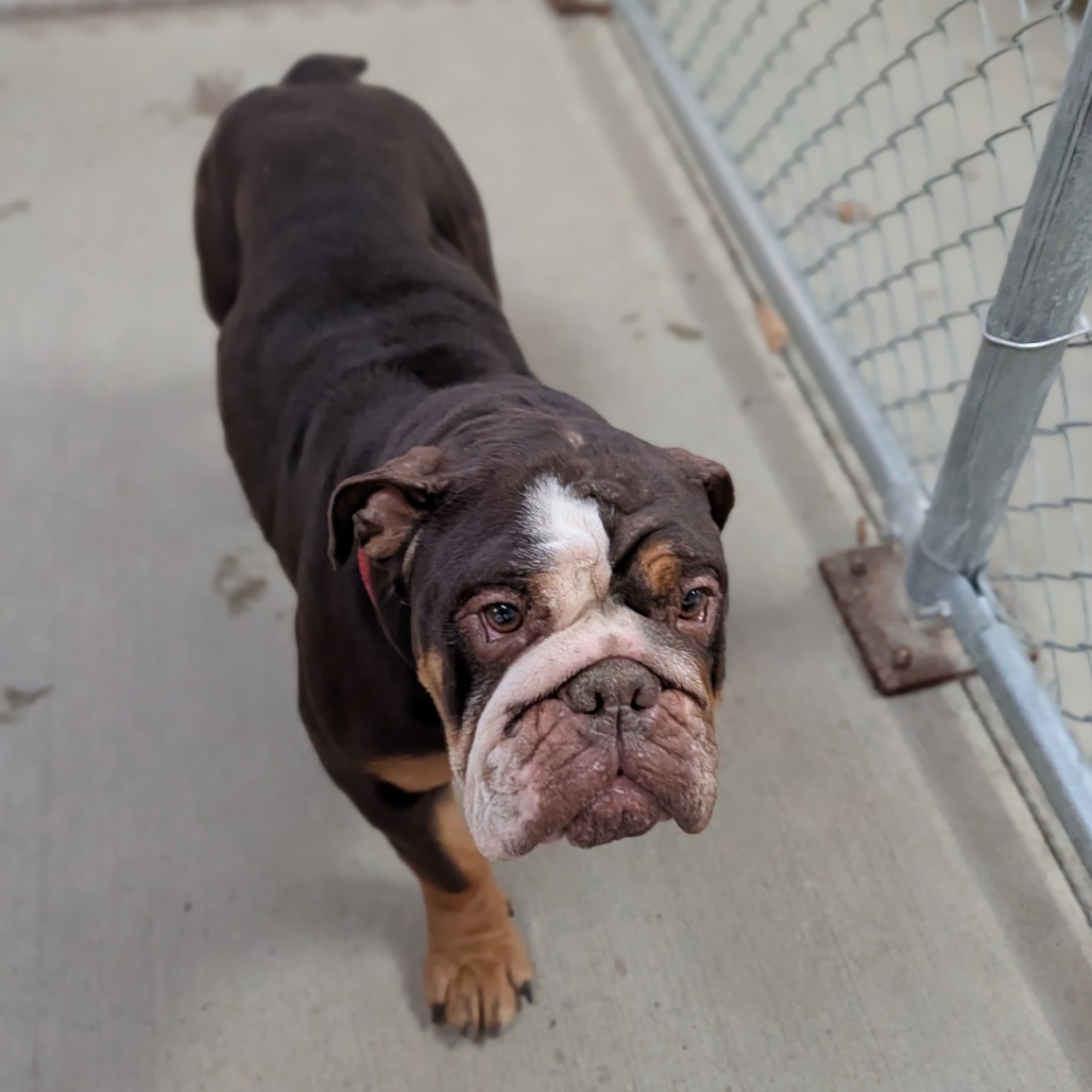 Cricket — thumbnail 4