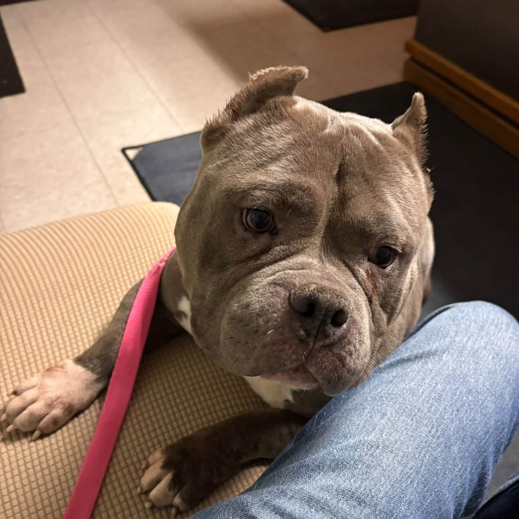 Della Rose***ADOPTION PENDING***, photo 4