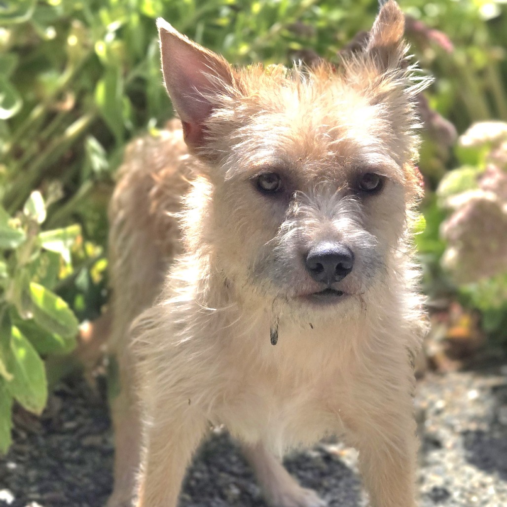 SAMWISE - Mixed Breed (Small) for adoption in Santa Rosa