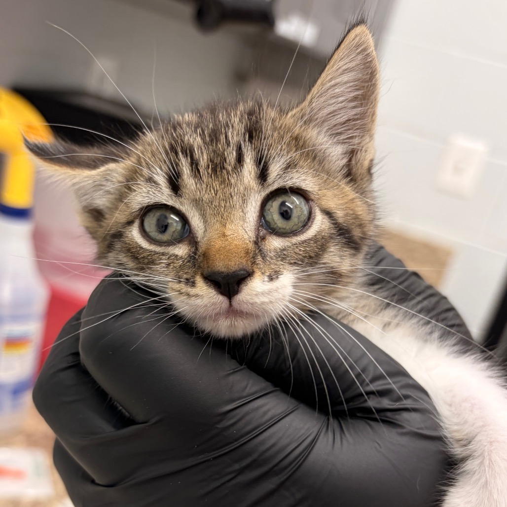 CANDY TAN - Domestic Shorthair available for adoption