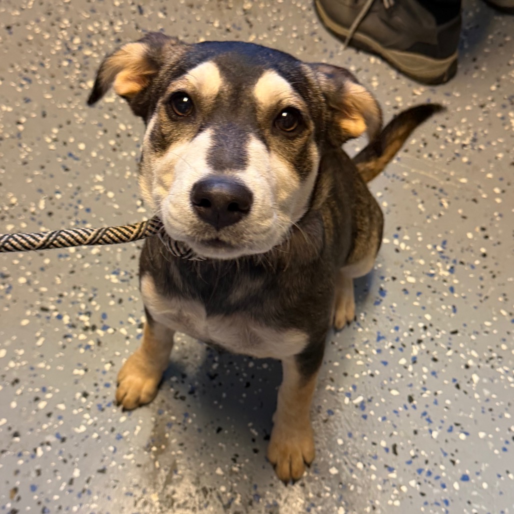 Tusc Stray 84758 2