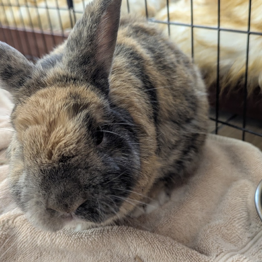 Kodah AKA Bumblebee