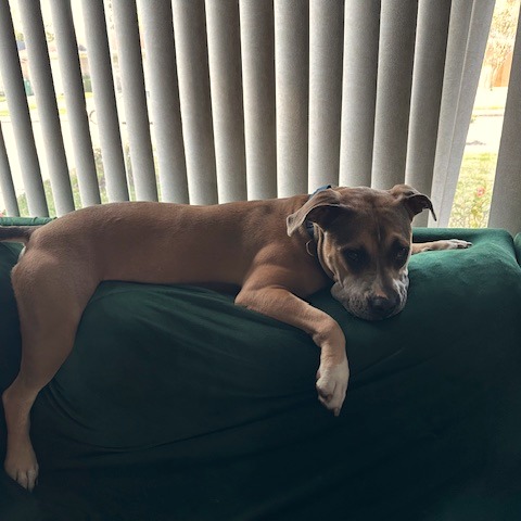 Willow, photo 15