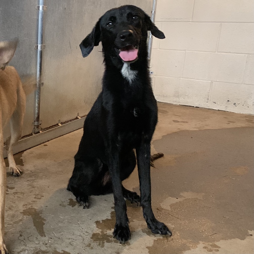 KATNISS - Retriever, Labrador / Mix available for adoption