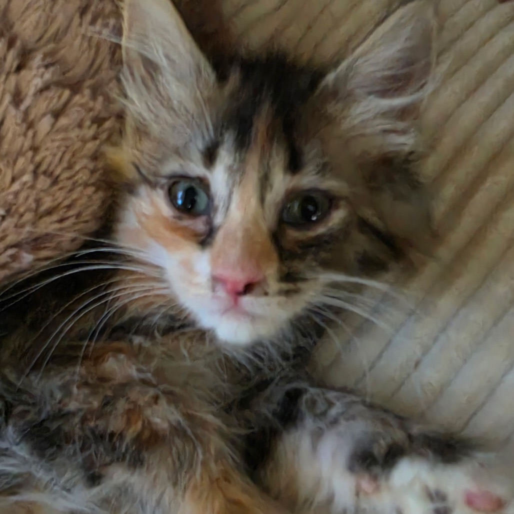 Photo of MARBLES