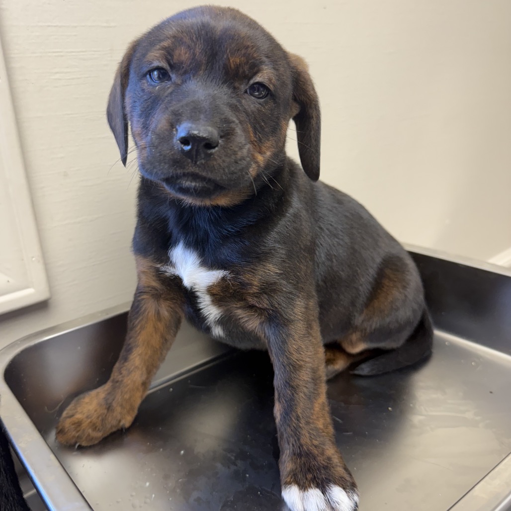 Tusc Stray 83200 2 3