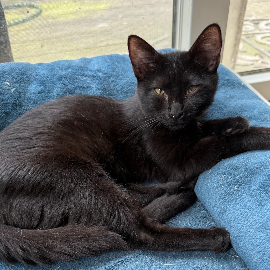 VENUS - Domestic Shorthair for adoption in Silver Spring