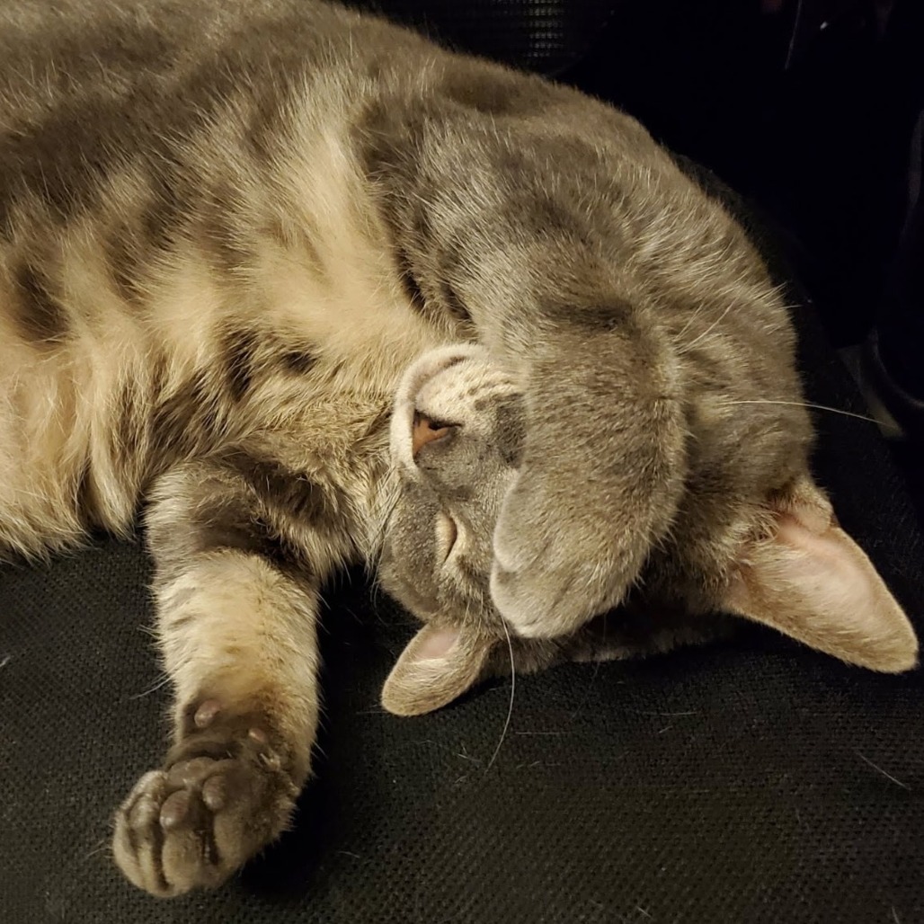JELLY BEAN - Domestic Shorthair available for adoption