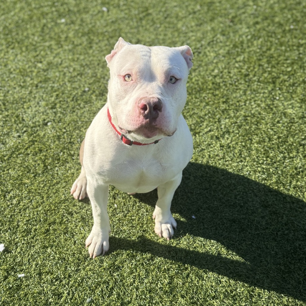 Photo of Woofus Wainwright 8