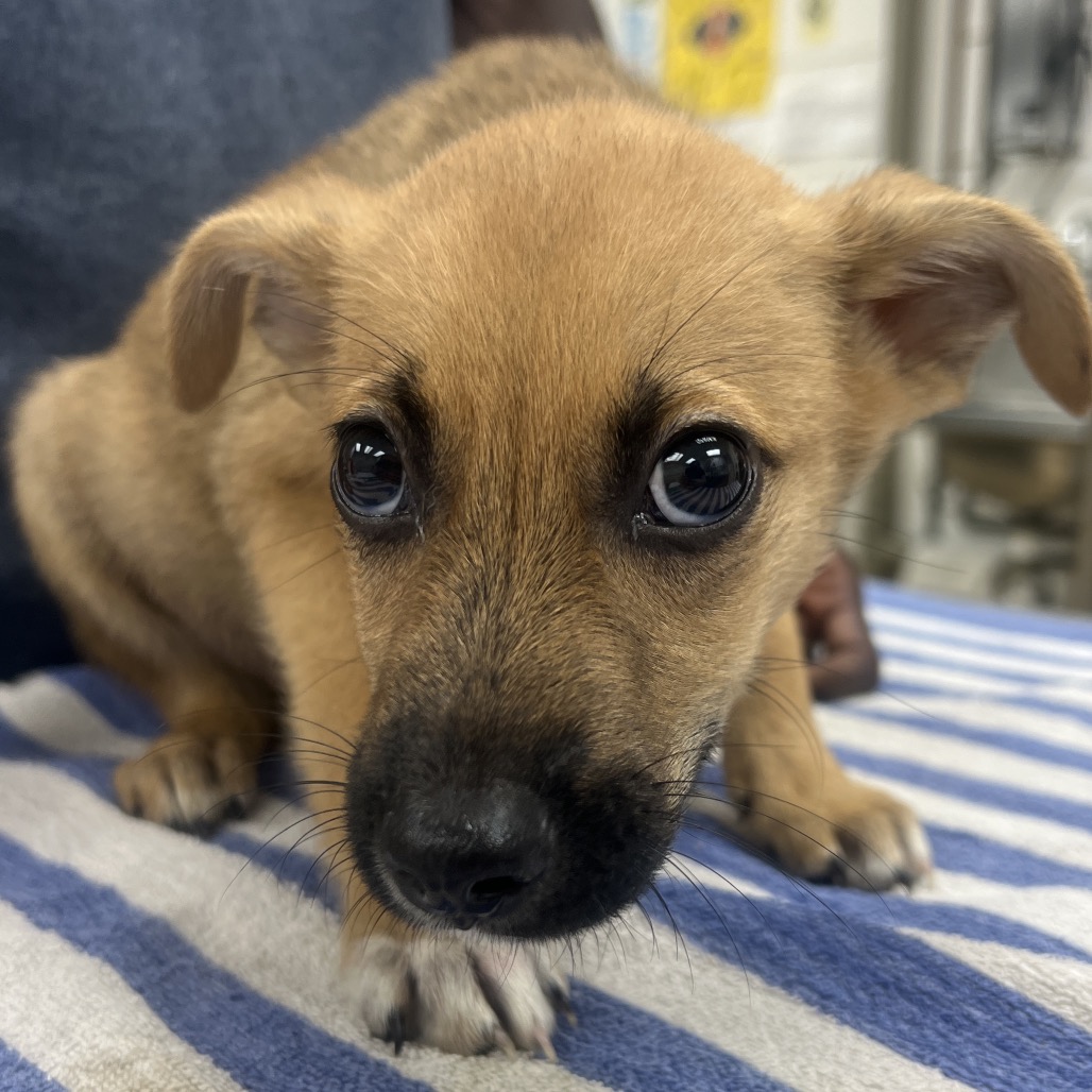 STONE - Mixed Breed (Medium) available for adoption