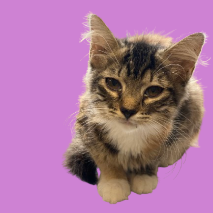 Tusc Stray 81723