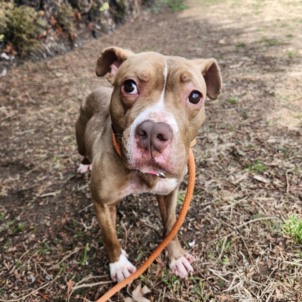 Kaspian — thumbnail 3