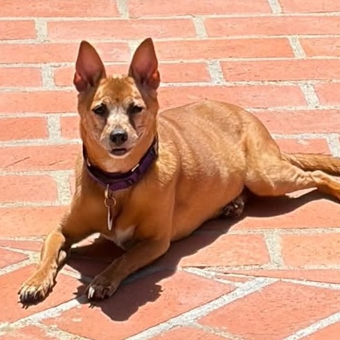 Nutmeg, photo 6