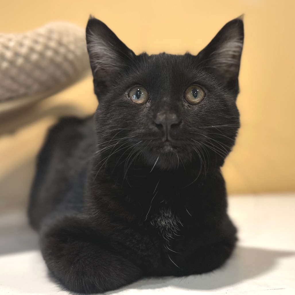 MONSTER JAM - Domestic Shorthair available for adoption