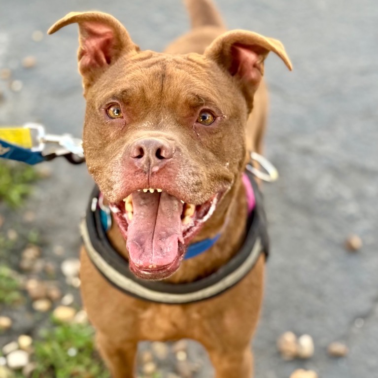 Another portrait of Peter Pan