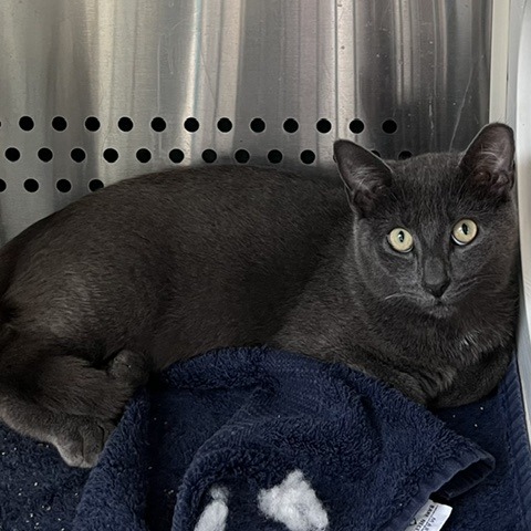 BUTTERFINGERS - Domestic Shorthair available for adoption