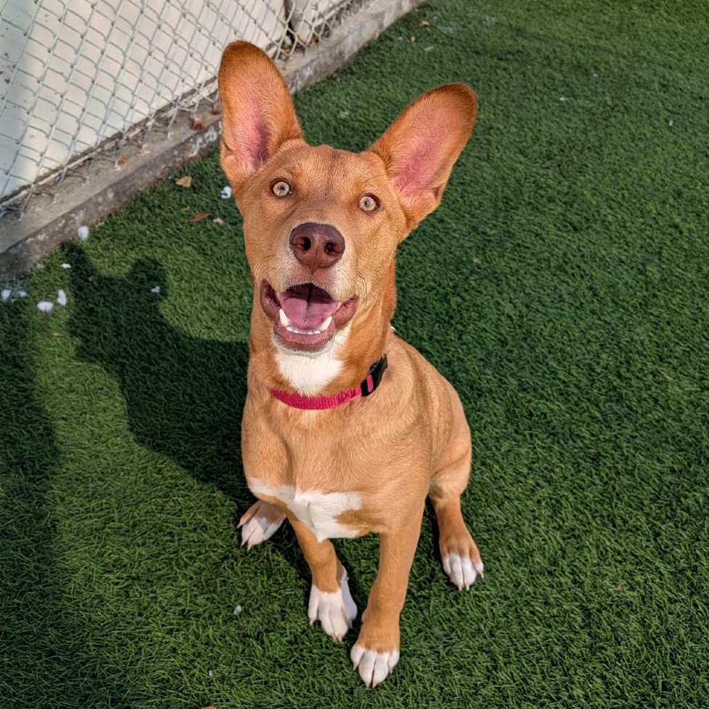GOUDA - Husky / Mixed Breed (Large) available for adoption