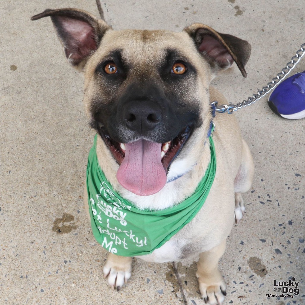 PRINCETON - Shepherd / Mix available for adoption
