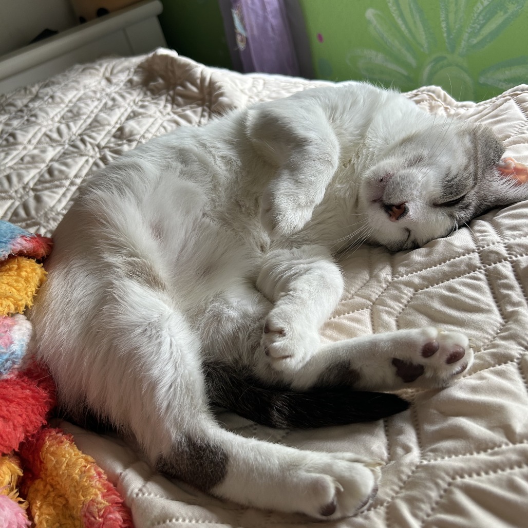 Arlo, photo 8
