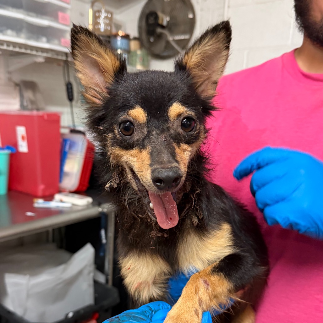 MISS MCCLOUD - Chihuahua / Long Coat available for adoption