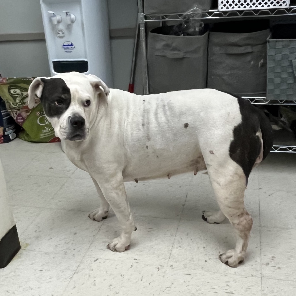 Luna — thumbnail 4