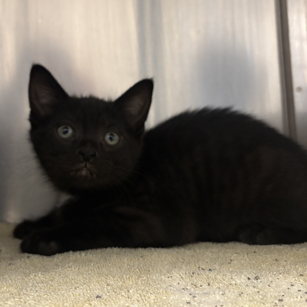 DAVE - Domestic Shorthair available for adoption