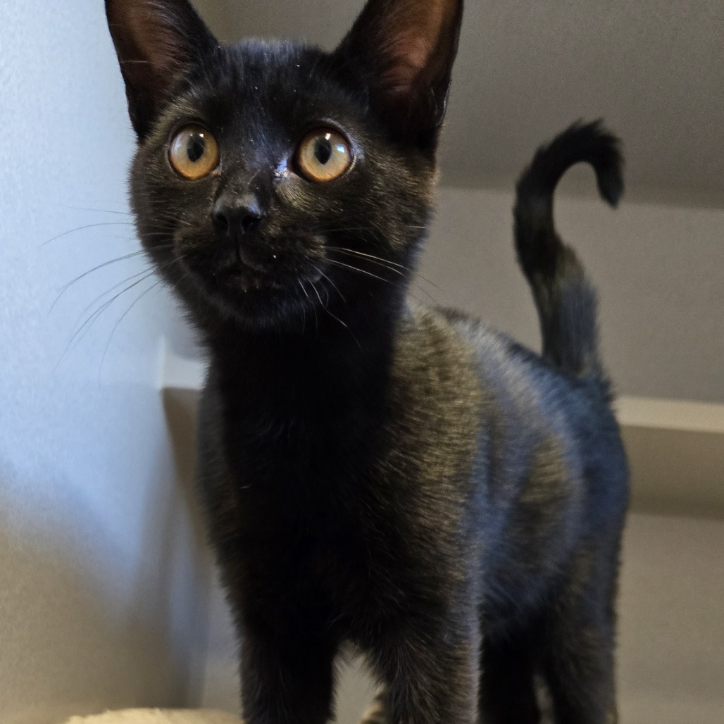 VIVI - Domestic Shorthair available for adoption