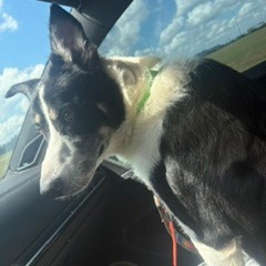 CARPATHIAN - Shepherd / Collie, Border available for adoption