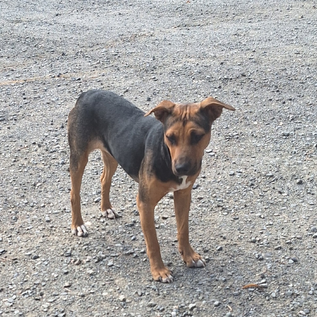 Kennel#27b Mocha's preview photo